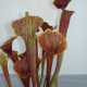 Sarracenia flava super ornata